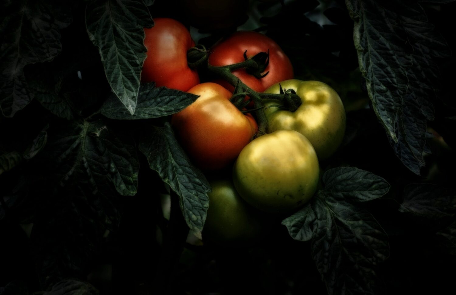 3e prix « Tomates grappe » © Argine